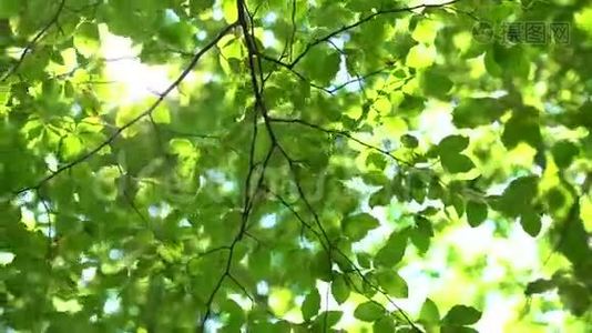 新鲜的绿树叶和阳光。 森林中的阳光视频