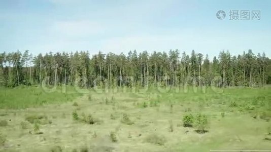 从火车的窗户看茂密的森林。 慢镜头。 夏日乘火车旅行视频
