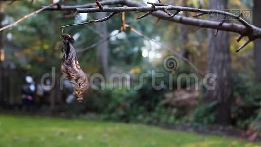 在刮风的日子里，枯死的叶子紧贴着树枝视频