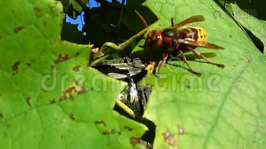 美丽而可怕的大黄蜂大黄蜂被惊吓了一跳，在柔和的秋日下沿着一片绿色的葡萄叶走去。视频