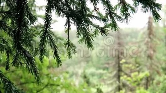 绿云杉枝挂露在林.. 库存录像。 娇嫩的露珠挂在云杉摇曳的绿针上视频