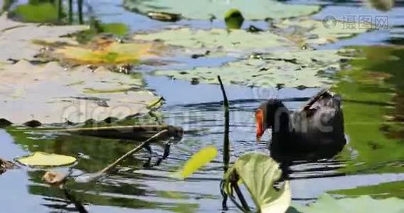 Dusky Moorhen，Gallinula tenebrosa，水4K视频