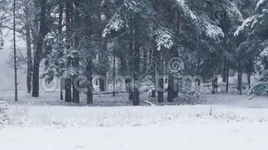 冬天的一天，雪慢慢地落在树上。 森林里白雪覆盖的树木。 下雪了。视频