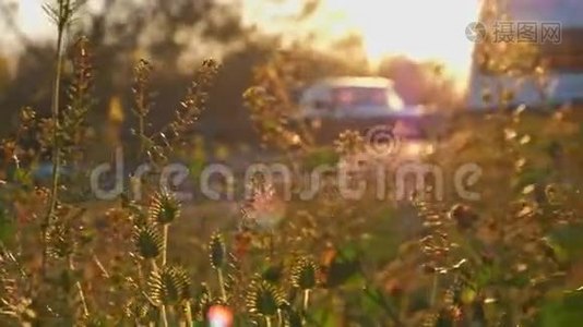 混合物种野生草景在夕阳光下实时生长水平拍摄Woyj旅游面包车背景视频