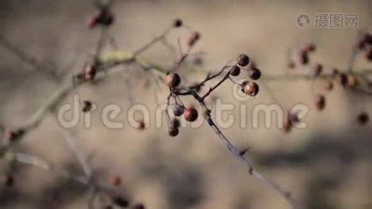 枝干浆果特写罗万视频