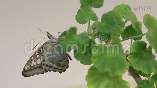 美丽的蝴蝶栖息在花朵上，特写大蝴蝶坐在绿叶上，昆虫栖息在大自然中，视频