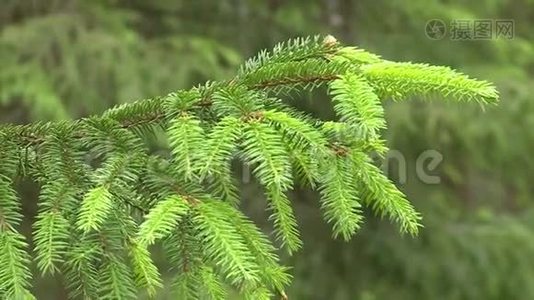 户外生长的年轻杉树美丽的绿色嫩枝近景视频