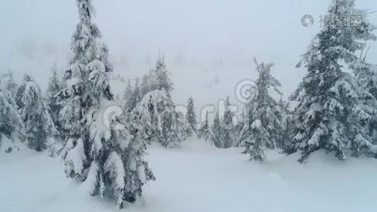 雪的枝条，美丽的，厚厚的，高大的冷杉视频