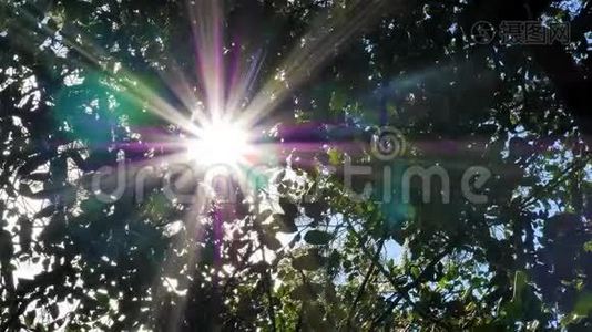夏天，阳光透过树枝照射.视频
