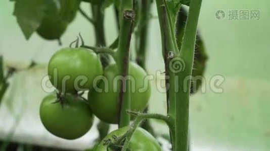 蕃茄生长在温室里，葡萄干上有未成熟的果实. 有机蔬菜视频