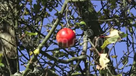 脆的红苹果在树枝上.视频