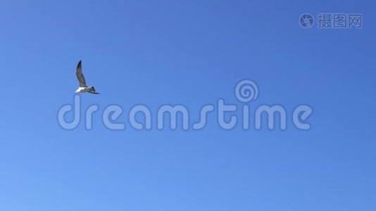 海鸥在蓝天上飞翔视频