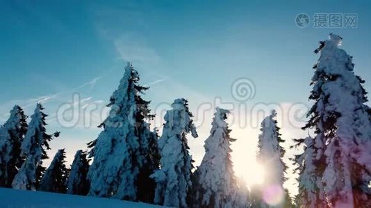 冬天有很多雪的针叶树枝上的风视频