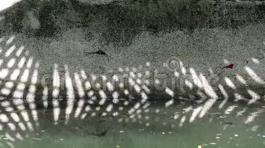 自然模式。 中国扇棕榈树叶片在渠壁和水面上的抽象阴影视频