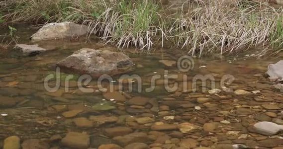 河水顺着一条石质的小溪流淌，河岸上长满了长草视频