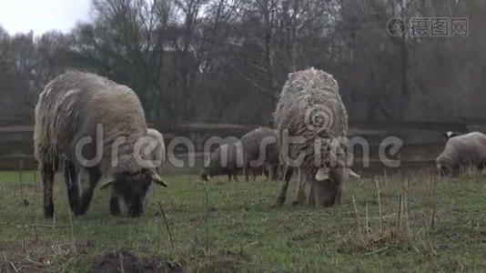 毛茸茸的羊在农场土地上吃草。 成群的羊在户外吃草视频