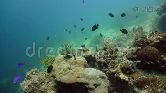 海底有珊瑚和热带鱼。 珊瑚礁和鱼在水下。 菲律宾Camiguin视频