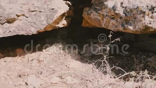 美丽的特写镜头，野生灰松鼠在大石头下挖掘地面，试图隐藏食物，环顾四周。视频