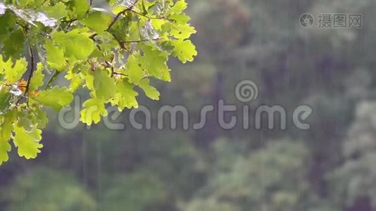 夏雨中的橡树枝视频