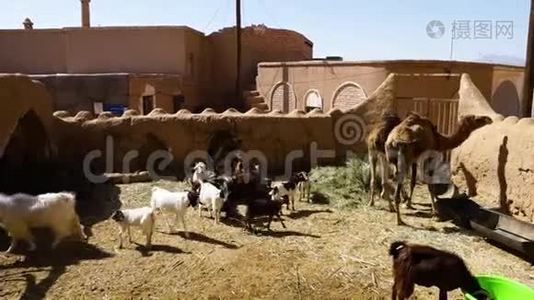 骆驼和山羊在一个笼子里视频