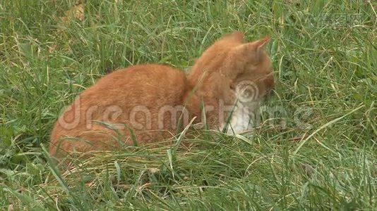 草地上的猫视频