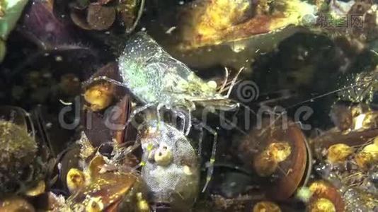 虾藏在贻贝中。 波罗的海虾海虾棕榈。视频