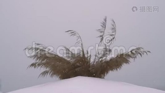 冬天在海滩上。雨伞上的雪视频