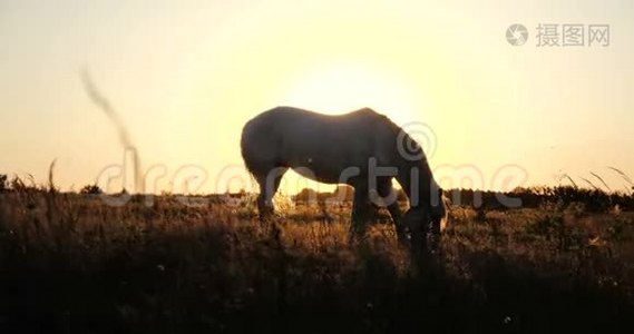 在日落时，白马慢慢地在刮风的天气里吃生锈的草视频