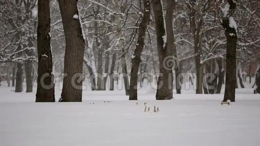 在树林里下雪视频