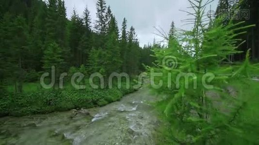 美丽的绿色森林在下午，一股冷水从中间流过视频