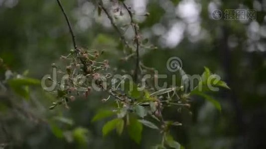 雨水滴在树枝上视频