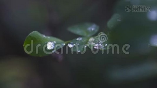 雨后森林中树叶上的大量水滴视频