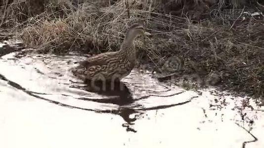 鸭浴在湖岸的自然环境中清洁羽毛视频