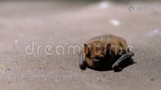 棕色可爱的蝙蝠躺在地上。 夏日。 失去知觉的蝙蝠。视频