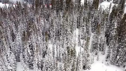 冬季云杉和松林空中天桥拍摄。 白雪覆盖的树木，视频
