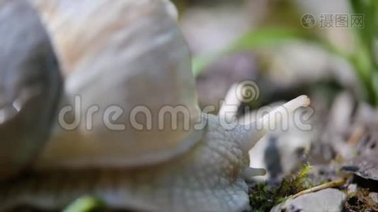 绿叶上的白蜗牛视频