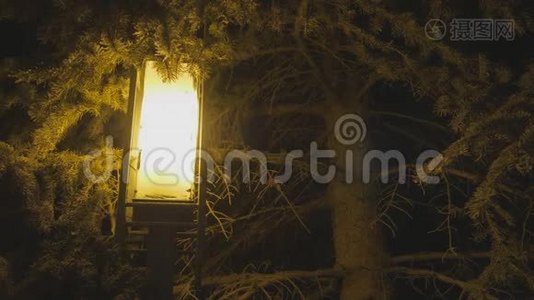 冬季装饰用轻灯笼挂在杉树松树背景上.. 夜晚的雪花圣诞背景视频