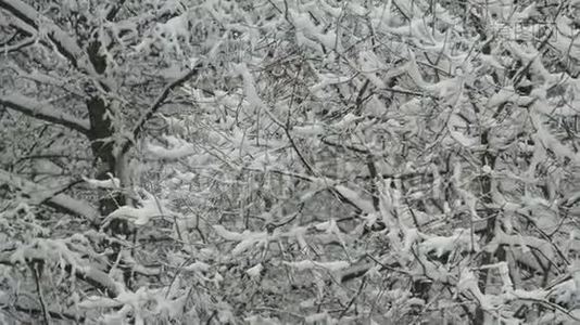 雪中的树。视频