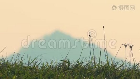 夕阳西下，风轻风轻，带山摇草视频