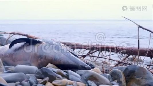 海滩上的岩石上，海豚张开了死去的大嘴，露出了头.视频