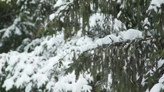 覆盖着雪的树枝视频