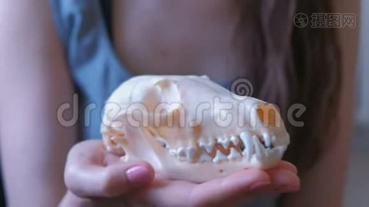 一只狐狸的头骨`女人的手特写。视频