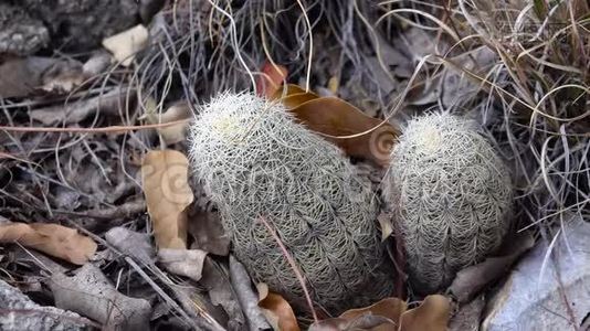 美国西部和西南的Cacti。 棕花仙人掌，绿花刺猬仙人掌视频