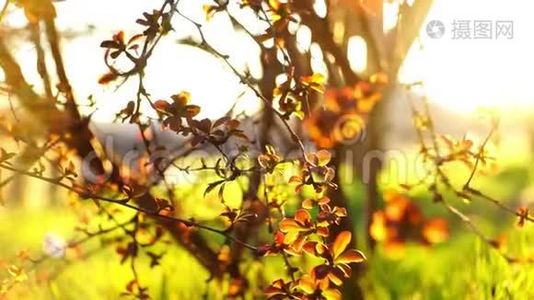 一株美丽的巴宝莉，小红叶子，生长在明媚的春天，阳光明媚的花园里视频