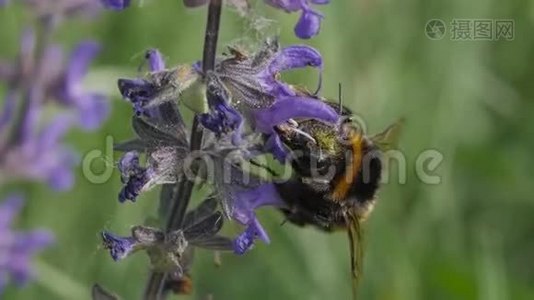 大黄蜂在花上采集花蜜.. 温暖的晴天。视频