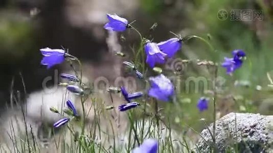 夏天山里的野蓝铃视频