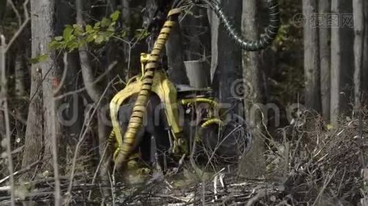 伐木机砍倒树木、砍树枝和铺设树干以进一步运输到视频