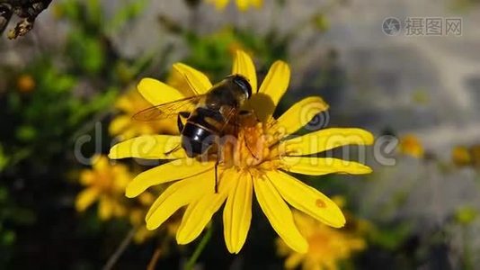 常见的无人机飞在金色灌木雏菊13慢动作视频