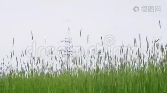 在茂盛的草地上对抗输电塔视频