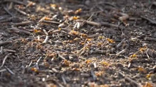 蚁巢蚁巢红木泉闭野虫自然视频